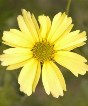 Creme Brulee™ Tickseed (Coreopsis verticillata 'Creme Brulee') - 1 gallon