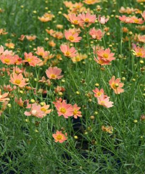 Creme Caramel™ Tickseed (Coreopsis verticillata 'Novcorcar') - 1 gallon
