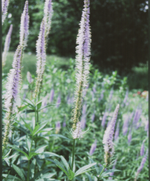 Culver's Root (Veronicastrum virginicum) - 1 gallon