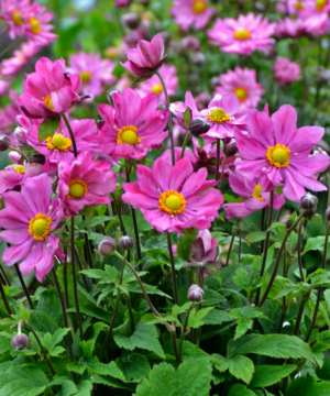 'Curtain Call Deep Rose' Japanese Anemone (Anemone 'Curtain Call Deep Rose') - 1 gallon