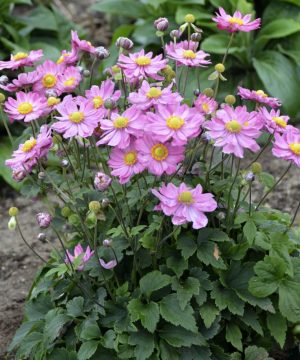 Curtain Call Pink Japanese Anemone (Anemone 'Curtain Call Pink') - 1 gallon
