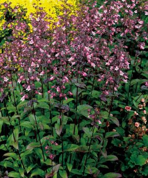 Dakota™ Verde Penstemon (Penstemon dakota 'Verde') - 1 gallon