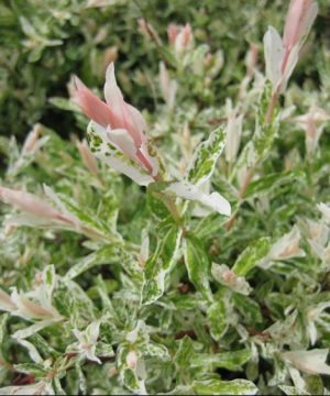 Dappled Willow (Salix integra 'Hakuro Nishiki') - 3 gallon 15"