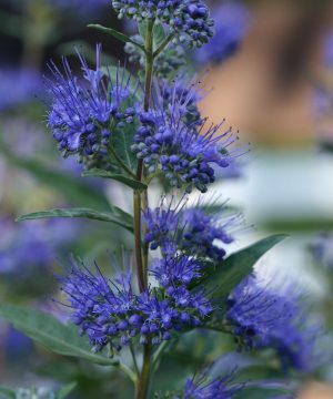 Dark Knight Bluebeard (Caryopteris clandonensis 'Dark Knight') - 2 gallon