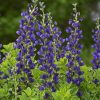 Decadence® 'Sparkling Sapphires' False Indigo (Baptisia sparkling 'Sapphires') - 1 gallon