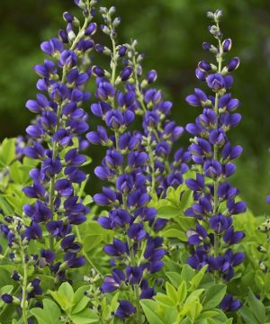 Decadence® 'Sparkling Sapphires' False Indigo (Baptisia sparkling 'Sapphires') - 1 gallon