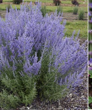 'Denim 'n Lace' Russian Sage (Perovskia atriplicifolia 'Denim N Lace') - 1 gallon