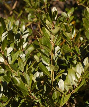 Densa Inkberry Holly (Ilex glabra 'Densa') - 3 gallon 15"