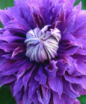 Diamantina™ Clematis (Clematis diamantina 'Diamantina') - 1 gallon