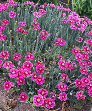 Dianthus Pinks (Dianthus 'Everbloom Plum Glory') - 1 gallon