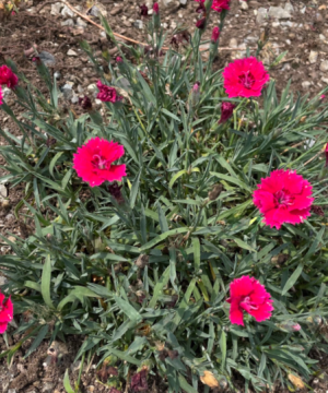 Dianthus Pinks (Dianthus 'Everbloom Red Delicious') - 1 gallon