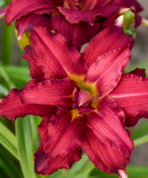 Double Pardon Me Daylily (Hemerocallis double 'Pardon Me') - 1 gallon