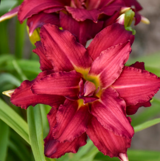Double Pardon Me Daylily (Hemerocallis double 'Pardon Me') - 1 gallon