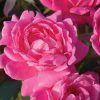Double Pink Knock Out® Rose (Rosa K.O 'Radtkopink') - 1 gallon