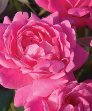 Double Pink Knock Out® Rose (Rosa K.O 'Radtkopink') - 2 gallon