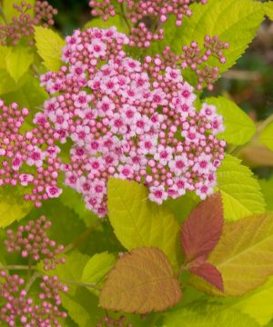 Double Play Big Bang® Spirea (Spiraea japonica 'Tracy') - 3 gallon 15"