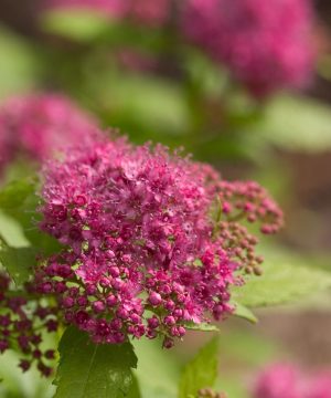 Double Play® Gold Spirea (Spiraea japonica 'Yan') - 3 gallon 12"