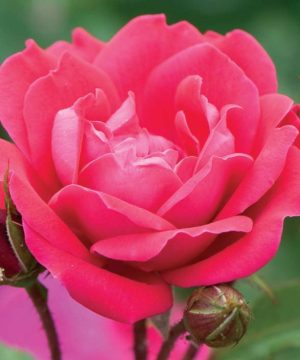 Double Red Knock Out® Rose (Rosa x Double Red Knock Out®) - 1 gallon