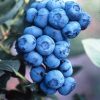 Duke Highbush Blueberry (Vaccinium corymbosum 'Duke') - 3 gallon