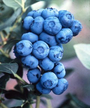 Duke Highbush Blueberry (Vaccinium corymbosum 'Duke') - 3 gallon