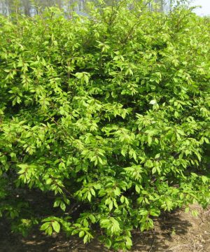 Dwarf Burning Bush (Euonymus alatus 'Compactus') - 3 gallon 15"
