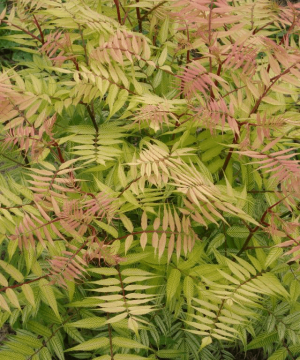 Dwarf Falsespirea (Sorbaria sorbifolia 'Sem') - 3 gallon 15"