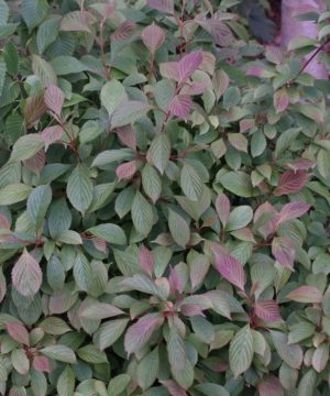 Dwarf Fragrant Viburnum (Viburnum farreri 'Nanum') - 3 gallon 15"