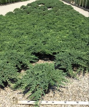 Dwarf Japanese Garden Juniper (Juniperus chinensis 'Nana') - 3 gallon 15"