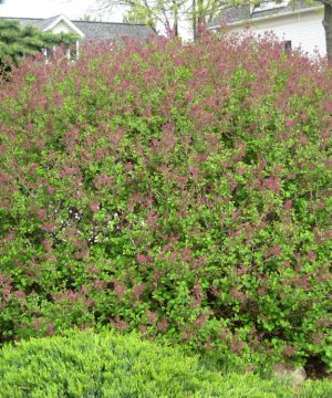 Dwarf Korean Lilac (Syringa meyeri 'Palibin') - 3 gallon 12"