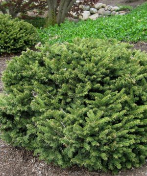 Dwarf Norway Spruce (Picea abies 'Pumila') - 3 gallon 12"
