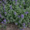 Early Bird Catmint (Nepeta 'Early Bird') - 1 gallon