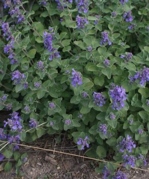 Early Bird Catmint (Nepeta 'Early Bird') - 1 gallon