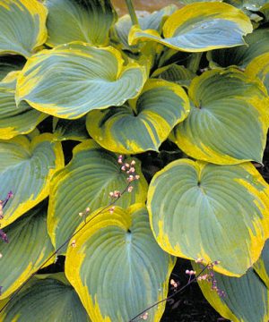 Earth Angel Plantain Lily (Hosta earth 'Earth Angel') - 1 gallon