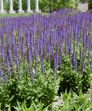 East Friesland Meadow Sage (Salvia nemorosa 'East Friesland') - 1 gallon