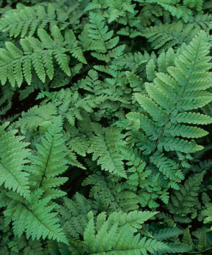 Eastern Wood Fern (Dryopteris 'Easternwood') - 1 gallon