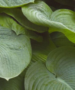 Elegans Plantain Lily (Hosta sieboldiana 'Elegans') - 1 gallon