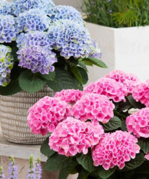 Elizabeth Ashley Hydrangea (Hydrangea macrophylla 'Elizabeth Ashley') - 3 gallon