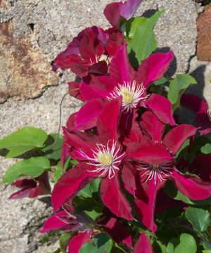 Elpis™ Clematis  (Clematis elpis) - 1 gallon