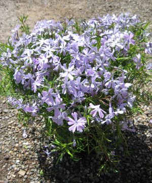 Emerald Blue Moss Phlox (Phlox subulata 'Emerald Blue') - 1 gallon
