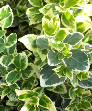 Emerald Gaiety™ Euonymus (Euonymus fortunei 'Emerald Gaiety') - 2 gallon 10"