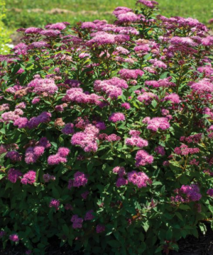 Empire® Ice Dragon™ Spiraea (Spiraea empire 'Ice Dragon') - 2 gallon 12"