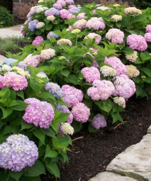 Endless Summer® The Original Hydrangea (Hydrangea macrophylla 'Bailmer') - 2 gallon