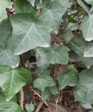 English Ivy (Hedera helix 'Hibernica') - 1 gallon