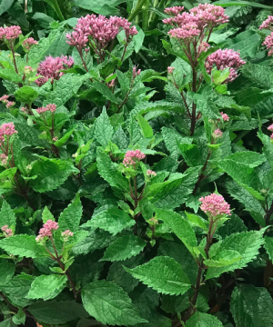 Euphoria™ Ruby Joe Pye Weed (Eupatorium P 'Euphoria Ruby') - 1 gallon