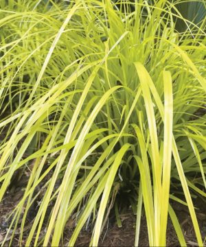Evercolor® Everillo Gold Weeping Sedge (Carex 'Carex Everillo') - 1 gallon