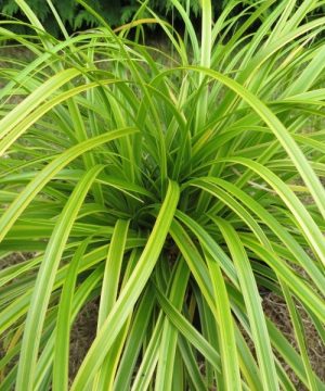 Evercolor® Everlime Japanese Sedge (Carex 'Carex Everlime') - 1 gallon
