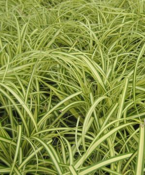 Evergold Sedge (Carex oshimenski 'Evergold') - 1 gallon