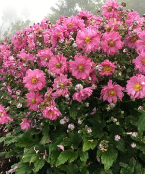 Fall In Love™ Japanese Anemone (Anemone 'Fall In Love Sweetly') - 1 gallon