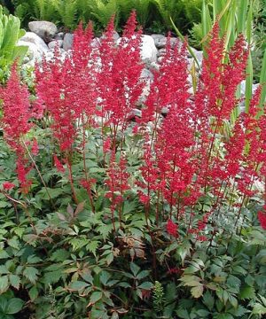 Fanal Astilbe (Astilbe x arendsii 'Fanal') - 1 gallon