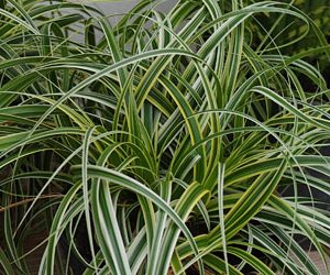 Feather Falls Sedge (Carex 'Carex Feather Falls') - 1 gallon